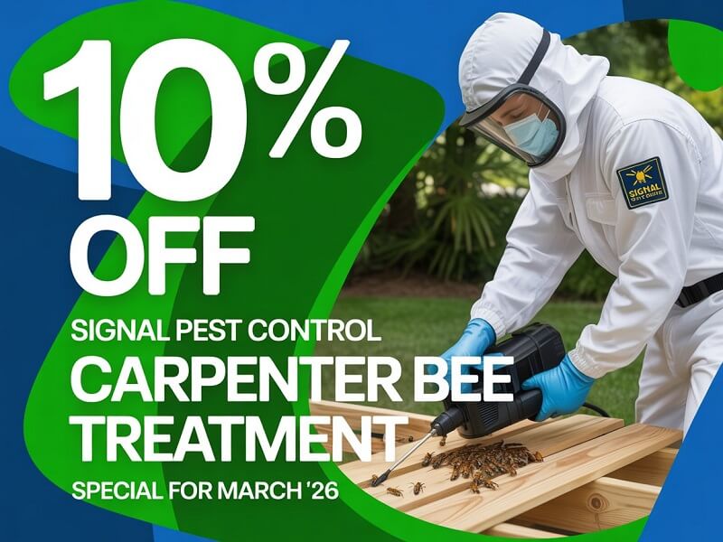 Carpenter Bee Treatment